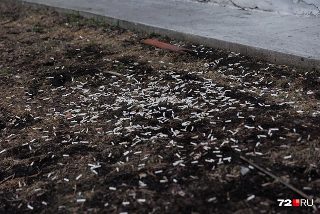 Снег растаял, теперь сигаретным бычкам не спрятаться | Источник: Ирина Шарова / 72.RU