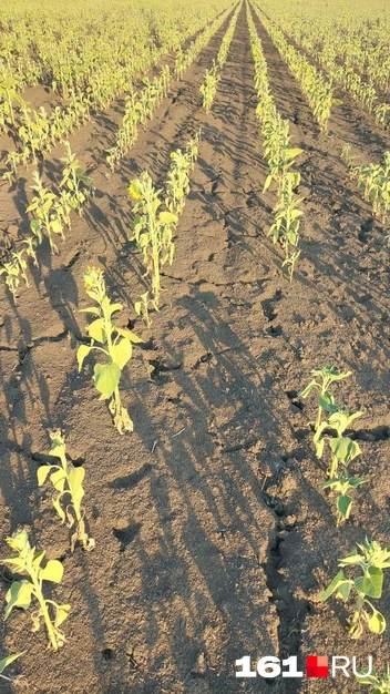 Лето. Подсолнечник | Источник: предоставил Сергей Авакян