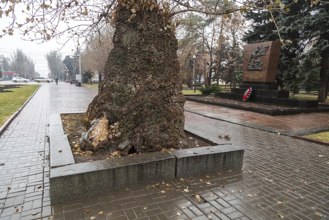 По словам биолога, тополь на Аллее Героев в обхвате меньше, чем дерево в поселке Металлургов | Источник: Ирина Горбунова