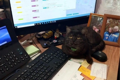Five Pets That Comfort Novosibirsk Ambulance Workers After Hard Calls