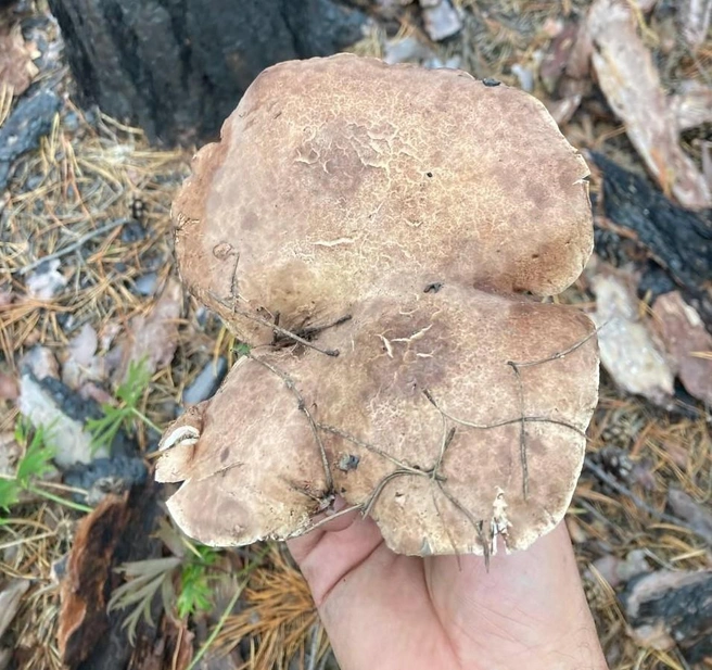 Помните, если вы нашли необычный и незнакомый гриб — никогда не употребляйте его в пищу! | Источник: читатель 72.RU