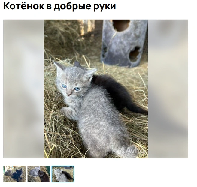 Милота! | Источник: Аvito.ru