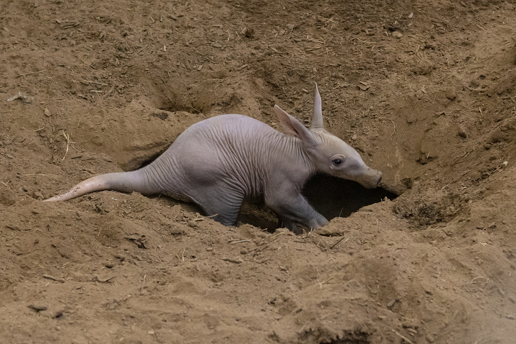Поросенок из саванны: в зоопарке Сан-Диего впервые за 35 лет родился трубкозуб
