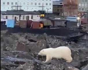 Медвежонок подошел вплотную к жилому сектору | Источник: Николай Бурлак
