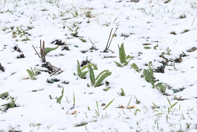 23 апреля в Тульской области прогнозируется снег и дождь