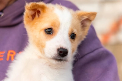 Krasnoyarsk's Top Dog Names Include Armani and Wagner