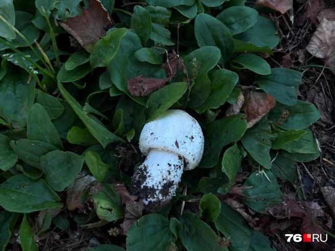 Только посмотрите какой малыш | Источник: читательница 76.RU