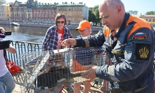 «Кот на Фонтанке»: в Петербурге спасли Маркиза, просидевшего неделю в бетонной ловушке