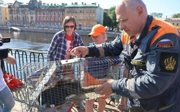 «Кот на Фонтанке»: в Петербурге спасли Маркиза, просидевшего неделю в бетонной ловушке