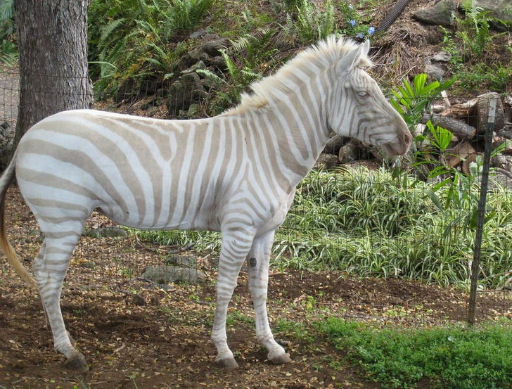 Обнаружена уникальная зебра в горошек