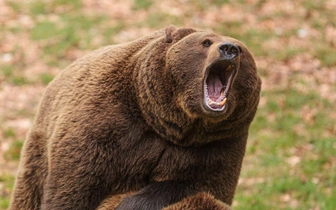 В России нашли гигантского медведя весом 700 кг, жившего 6 миллионов лет назад