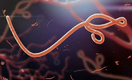 Лихорадка Эбола добралась до Японии?
