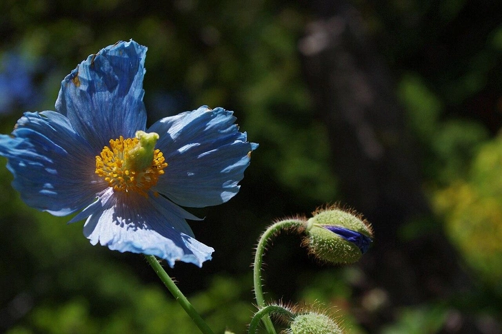 Гималайский синий мак (Meconopsis betonicifolia) | Источник: Gzhao, CC BY-SA 3.0, via Wikimedia Commons