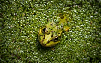 Подведены итоги фотоконкурса Environment&Me 2025: 20 лучших работ финалистов