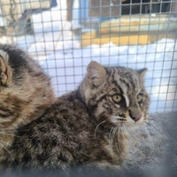 В Приморье «арестовали» двух лесных котят за охоту на домашних кур: фото нарушителей