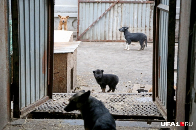 По мнению Михаила Слепцова, необходимо закрыть бродячим собакам в населенных пунктах доступ к пропитанию | Источник: Тимур Шарипкулов