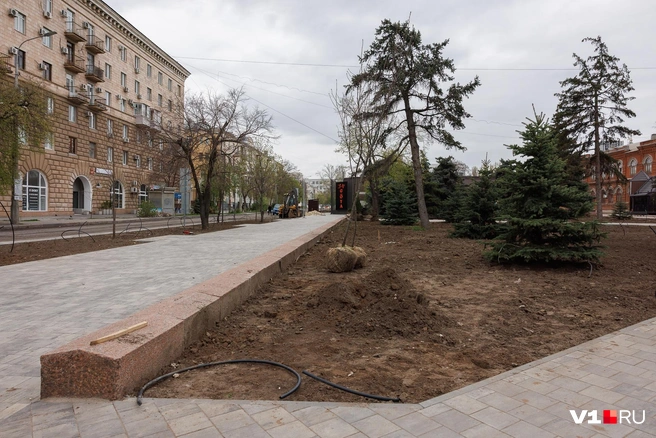 Саженцы высаживают вместе с комом земли | Источник: Алексей Волхонский / V1.RU