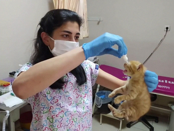 Мать-героиня: бродячая кошка принесла больных котят ветеринарам — видео