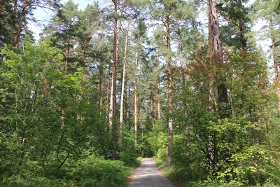 В Пензенской области проверят 264 тысячи гектаров лесов