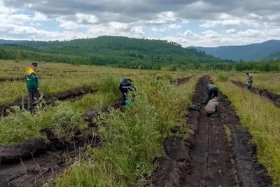 Более 300 тысяч сосен высадили в Забайкалье