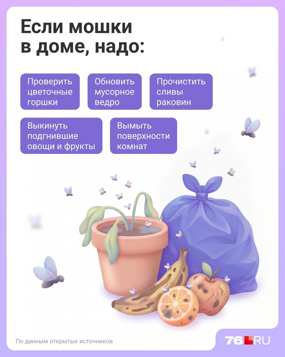 Первые действия во время обнаружения надоедливых насекомых | Источник: Евгения Бикунова / Городские порталы