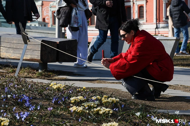 Первоцветы никого не оставляют равнодушными | Источник: Артем Устюжанин / MSK1.RU