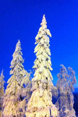 Природа Финляндии | Источник: «Твиттер»