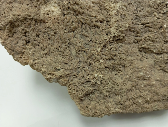 Фузулиновый известняк будто состоит из зёрнышек | Источник: НГИАМЗ