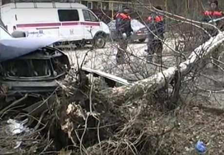 Рязанский водитель-наркоман свалил березу у парикмахерской | ya62.ru