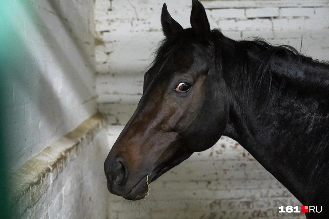 Источник: Евгений Вдовин / 161.RU