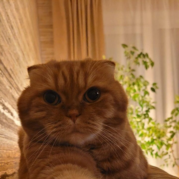 Кот-босс | Источник: читатель 59.RU 