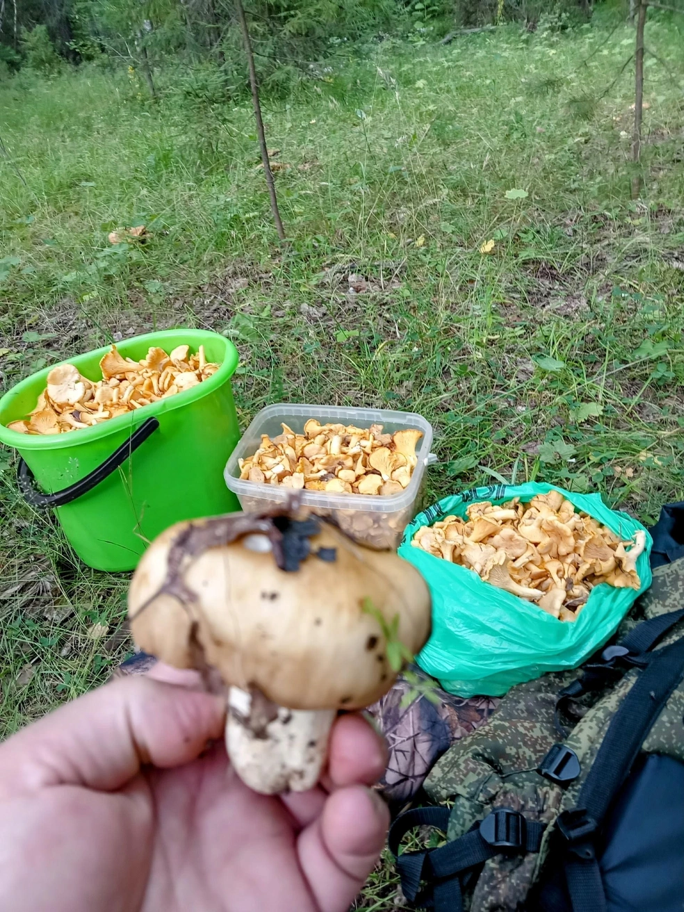 Урожай лисичек | Источник: Дары лесов Урала и Свердловской области / Vk.com 