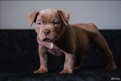 Rare Lilac American Bully Puppy Listed for 99,000 Rubles in Tyumen