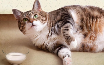 Кошка любит молоко? На самом деле этот продукт для нее опасен, говорят ветеринары