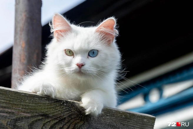 Эту красавицу мы встретили на репортаже в привокзальном районе. Она так спокойно позирует, потому что глухая | Источник: Ирина Шарова / 72.RU