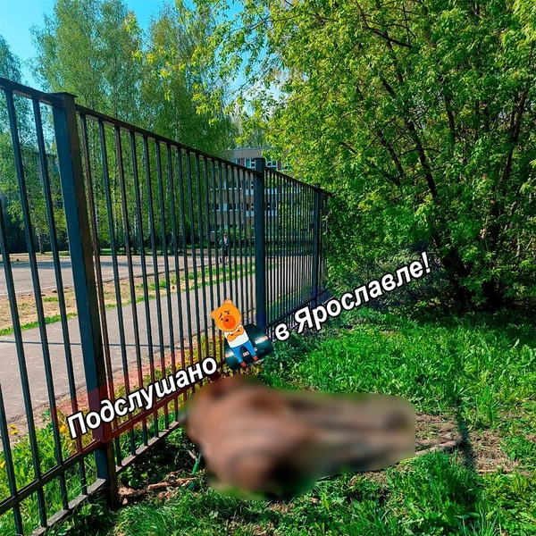 Лось попал на школьные камеры видеонаблюдения | Источник: Подслушано Ярославль / Max