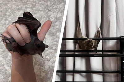 Летучую собаку продают в Красноярске за 30 тысяч