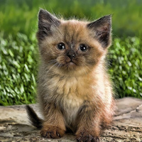 Аватарка lyzhneva