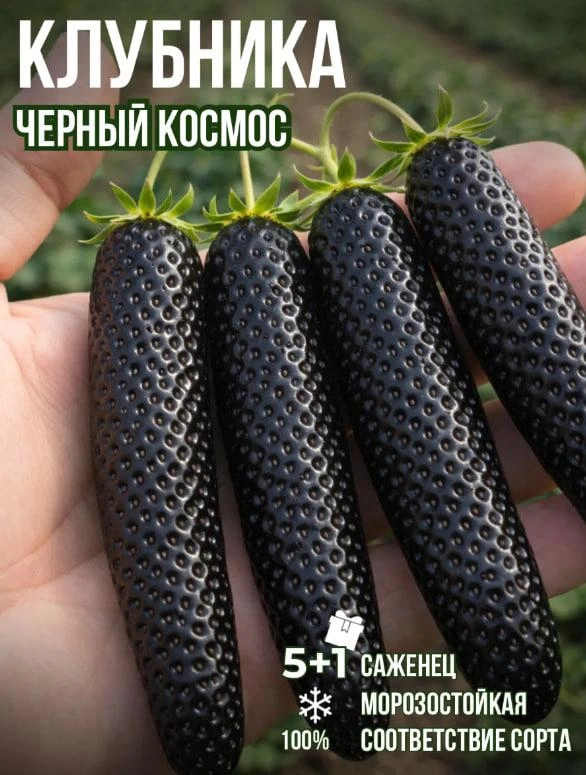 Продавец обещает соответствие сорту, правда в реальности существует сорт «черный принц» | Источник: Wildberries