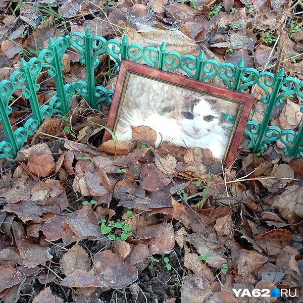 Источник: Анастасия Фокина / YA62.RU