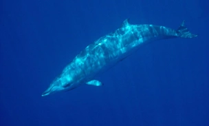 Этих китов никто не видел живыми, пока их не встретили у берегов Мексики