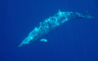 Этих китов никто не видел живыми, пока их не встретили у берегов Мексики