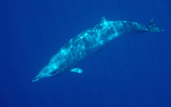 Этих китов никто не видел живыми, пока их не встретили у берегов Мексики
