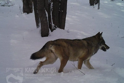 Swallow Train Hits Wolf in Sochi
