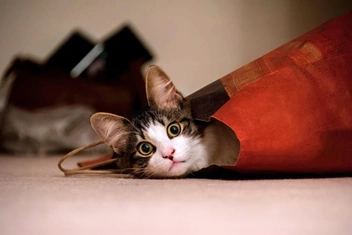 Что чувствует кошка, если ее отдают другим хозяевам?