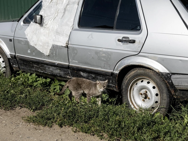 Коты иногда прячутся от солнца под старыми автомобилями. | Источник: Александр Куренной / 76.RU