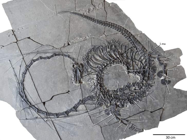 Самая длинная шея: посмотрите на «китайского дракона», который бороздил моря 240 млн лет назад