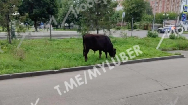 «В Бутове козы были, а тут быки». В Люберцах пытаются поймать сбежавшего быка | Источник: Мои Люберцы / T.me