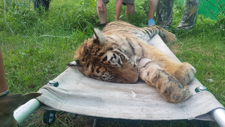 В природе жить не сможет: как раненная амурская тигрица переехала из Приморья в Подмосковье
