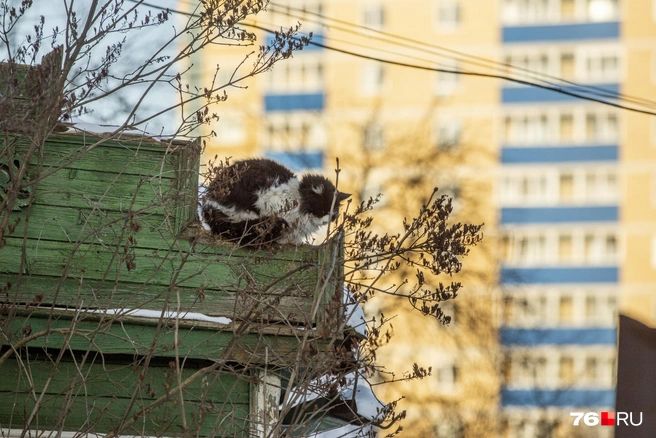 Частному сектору в городе будто не осталось места  | Источник: Александра Савельева